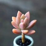 Graptosedum Francesco Baldi – My Succulents – Mysucculents (3)