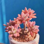 Graptosedum Francesco Baldi – My Succulents – Mysucculents (3)