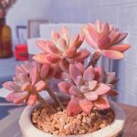 Graptosedum Francesco Baldi – My Succulents – Mysucculents (3)