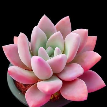 Graptoveria Opalina