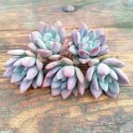 Graptoveria Opalina – My Succulents – Mysucculents (1)