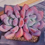Graptoveria Opalina – My Succulents – Mysucculents (1)