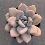Graptoveria Opalina – My Succulents – Mysucculents (1)