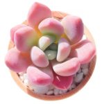 Graptoveria Opalina – My Succulents – Mysucculents (1)
