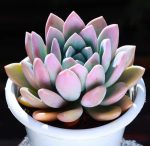 Graptoveria Opalina – My Succulents – Mysucculents (1)