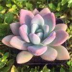 Graptoveria Opalina – My Succulents – Mysucculents (1)