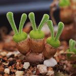 Monilaria Obconica Bunny Succulent – My Succulents – Mysucculents (5)