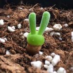 Monilaria Obconica Bunny Succulent – My Succulents – Mysucculents (5)