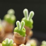 Monilaria Obconica Bunny Succulent – My Succulents – Mysucculents (5)
