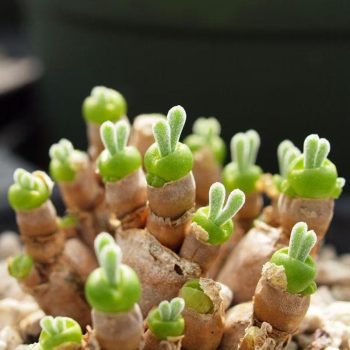 Monilaria Obconica Bunny Succulent