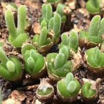 Monilaria Obconica Bunny Succulent – My Succulents – Mysucculents (5)