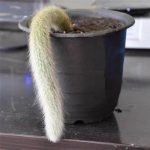 Monkey Tail Cactus Hildewintera Colademononis – My Succulents – Mysucculents (3)