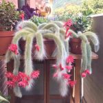 Monkey Tail Cactus Hildewintera Colademononis – My Succulents – Mysucculents (3)