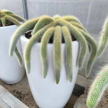 Monkey Tail Cactus Hildewintera Colademononis