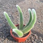 Monkey Tail Cactus Hildewintera Colademononis – My Succulents – Mysucculents (3)