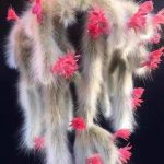 Monkey Tail Cactus Hildewintera Colademononis – My Succulents – Mysucculents (3)