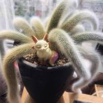 Monkey Tail Cactus Hildewintera Colademononis – My Succulents – Mysucculents (3)