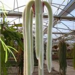 Monkey Tail Cactus Hildewintera Colademononis – My Succulents – Mysucculents (3)