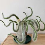 Monkey Tail Cactus Hildewintera Colademononis – My Succulents – Mysucculents (3)