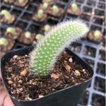 Monkey Tail Cactus Hildewintera Colademononis – My Succulents – Mysucculents (3)