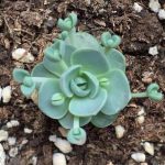 Orostachys Boehmeri Makino Hara – My Succulents – Mysucculents (4)