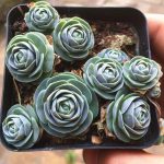 Orostachys Boehmeri Makino Hara – My Succulents – Mysucculents (4)