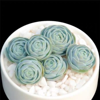Orostachys Boehmeri Makino Hara