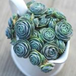 Orostachys Boehmeri Makino Hara – My Succulents – Mysucculents (4)