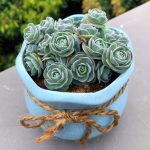 Orostachys Boehmeri Makino Hara – My Succulents – Mysucculents (4)