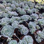 Orostachys Boehmeri Makino Hara – My Succulents – Mysucculents (4)