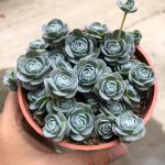 Orostachys Boehmeri Makino Hara – My Succulents – Mysucculents (4)