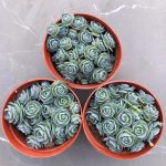 Orostachys Boehmeri Makino Hara – My Succulents – Mysucculents (4)