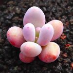 Pachyphytum Blue Haze – My Succulents – Mysucculents (1)