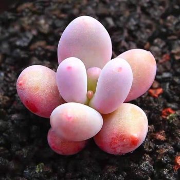 Pachyphytum Blue Haze