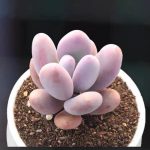 Pachyphytum Blue Haze – My Succulents – Mysucculents (1)