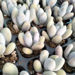 Pachyphytum Blue Haze – My Succulents – Mysucculents (1)