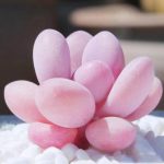 Pachyphytum Blue Haze – My Succulents – Mysucculents (1)