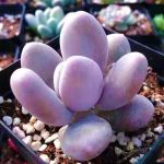 Pachyphytum Blue Haze – My Succulents – Mysucculents (1)
