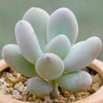 Pachyphytum Blue Haze – My Succulents – Mysucculents (1)