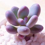 Pachyphytum Blue Haze – My Succulents – Mysucculents (1)