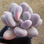 Pachyphytum Blue Haze – My Succulents – Mysucculents (1)
