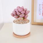 Pachyphytum Blue Haze – My Succulents – Mysucculents (1)