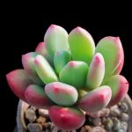 Pachyphytum Doctor Cornelius – My Succulents – Mysucculents (4)
