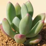 Pachyphytum Doctor Cornelius – My Succulents – Mysucculents (4)