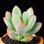 Pachyphytum Doctor Cornelius – My Succulents – Mysucculents (4)