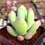Pachyphytum Doctor Cornelius – My Succulents – Mysucculents (4)
