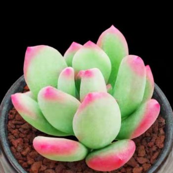 Pachyphytum Doctor Cornelius