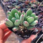 Pachyphytum Doctor Cornelius – My Succulents – Mysucculents (4)