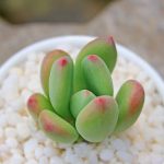 Pachyphytum Doctor Cornelius – My Succulents – Mysucculents (4)