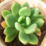 Pachyphytum Doctor Cornelius – My Succulents – Mysucculents (4)